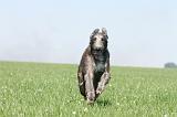 DEERHOUND 013